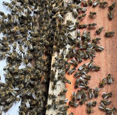 Bienenvolk Bienenvolk